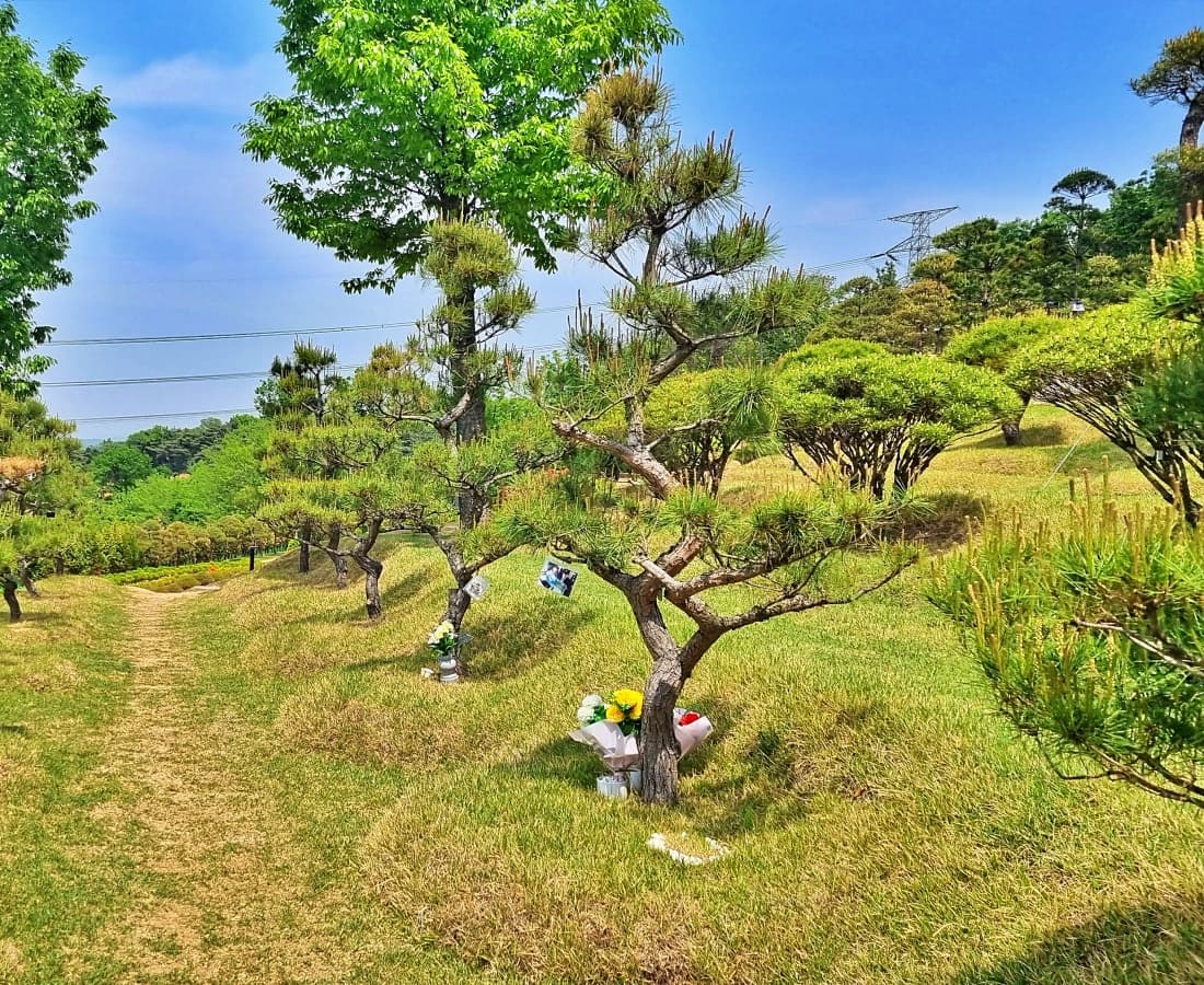 푸른 소나무가 이어진 수목장 구역